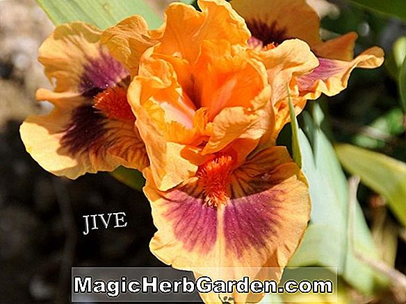 Iris (Little Showoff Standard törpe szakállas iris)