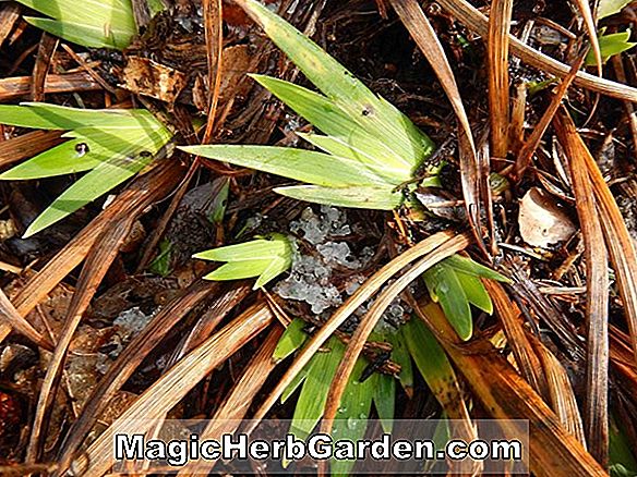 Növények: Iris (Mission Santa Cruz Iris) - #2