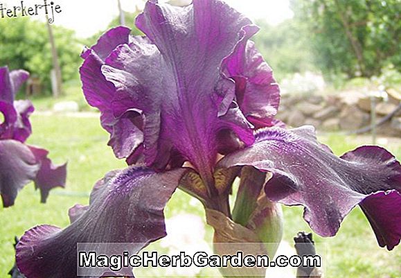 Növények: Iris (sárgabarack fagyos border bearded iris)