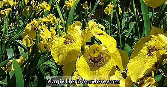 Növények: Iris (Roy Davidson Beardless Hybrid Iris)
