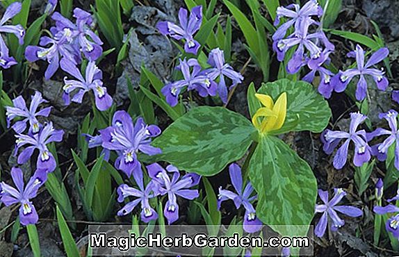 Iris cristata (Crested Iris)