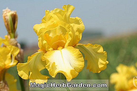 Iris germanica (Radiant Iris)