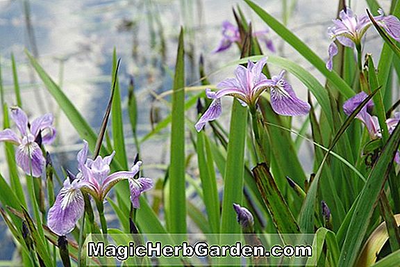 Iris kaempferi (Mahoni Jepang iris) - #2