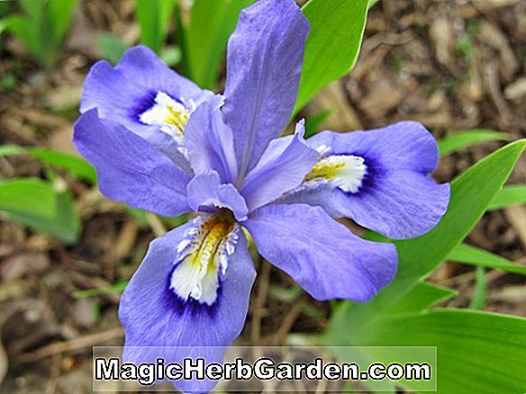 Iris lacustris (Crested Bearded Iris)