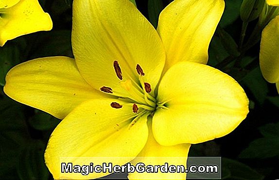 Tumbuhan: Iris (Broadleigh Joyce Iris) - #2
