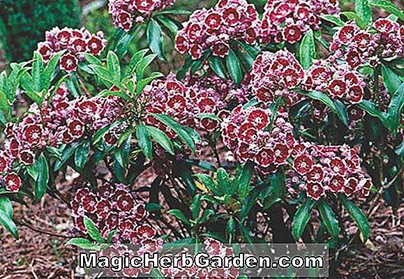 Kalmia latifolia (Pinwheel Mountain Laurel)