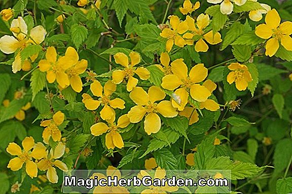 Kerria japonica (Splendens Kerria)
