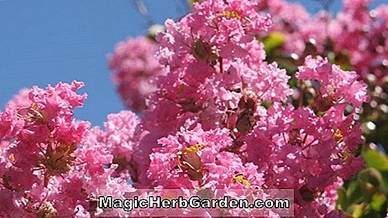 Tumbuhan: Lagerstroemia speciosa (Pastel Pink Crapemyrtle)