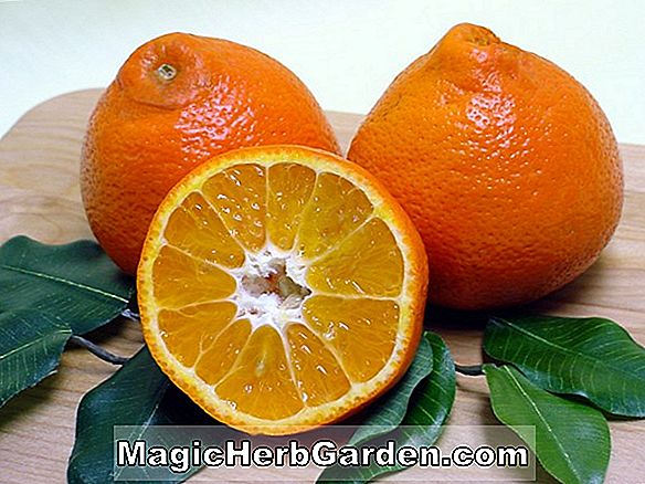 Lantana mandarin (Tangerine Lantana)