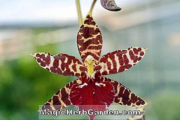 Lemboglossum bictoniense (Lemboglossum Orchid)