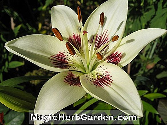 Lilium (Empress of India Lily)