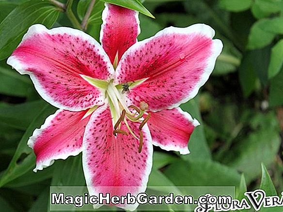 Lilium martagon (Common Turkscap Lily)