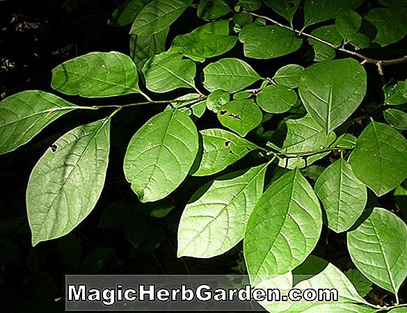 Növények: Lindera benzoin (Green Gold Spicebush)