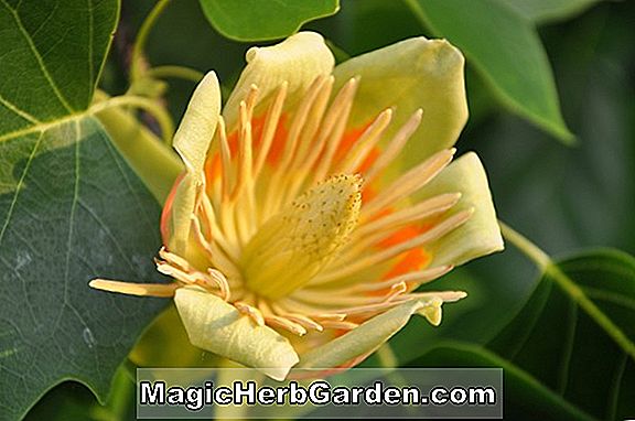 Liriodendron tulipifera (Tulip Tree)