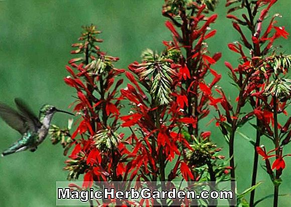 Lobelia cardinalis (Ruby tüskék Lobelia)