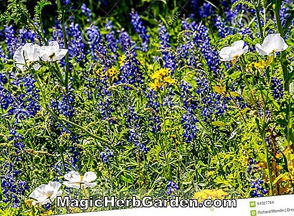 Lupinus texensis (Texas Bluebonnet)