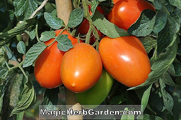 Lycopersicon esculentum (Campbell 19 Tomato)