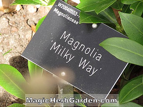 Magnolia campbellii (Kew No. 40 Campbell's Magnolia)