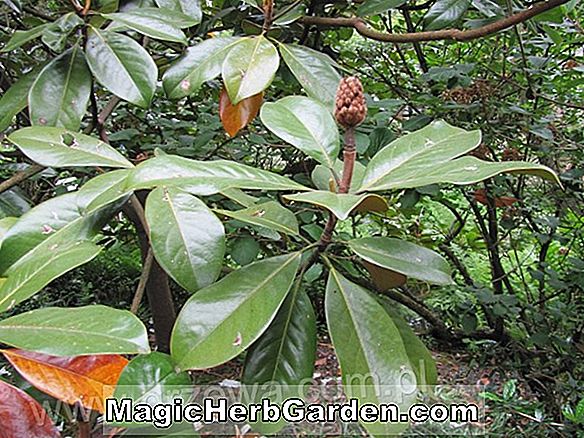 Magnolia grandiflora (Tulsa Magnolia)