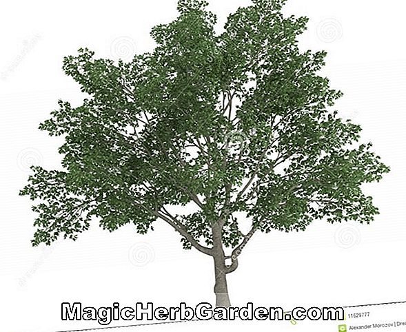 Magnolia virginiana (Sweetbay Magnolia)