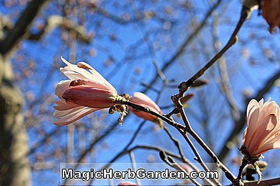 Magnolia zenii (Zen magnólia)