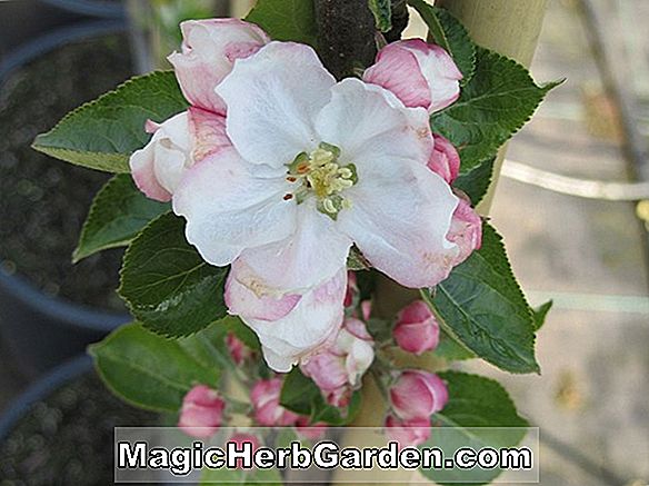 Növények: Malus (Sensation Flowering Crabapple)