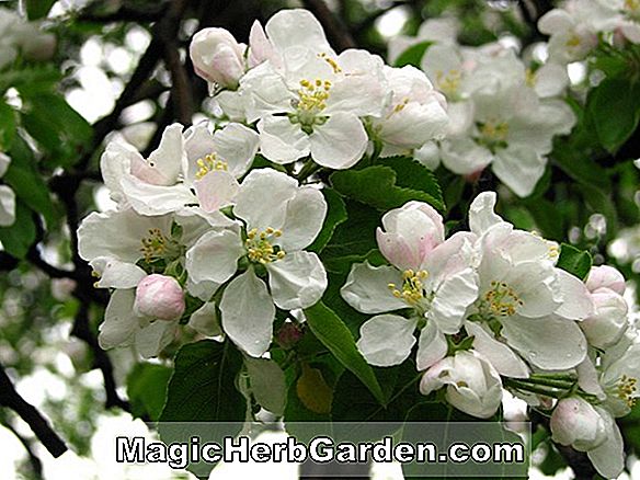 Növények: Malus domestica (Garden Royale Apple)