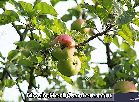 Malus domestica (Saint Edmund's Pippin Apple)