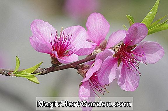 Malus domestica (Iowa Beauty Apple)