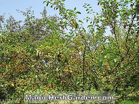 Malus floribunda (Ellwangeriana Crabapple)