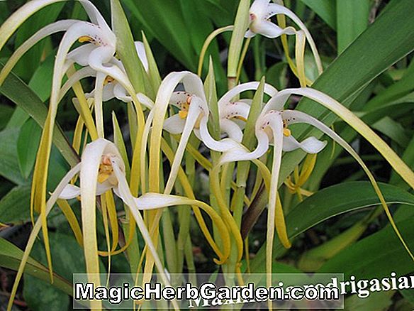 Maxillaria grandiflora (Maxillaria Orchid)