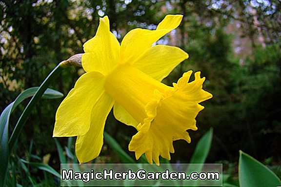 Narcissus lobularis (vad nárcisz)