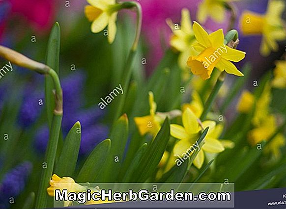 Növények: Narcissus rupicola (Rupicola Daffodil)