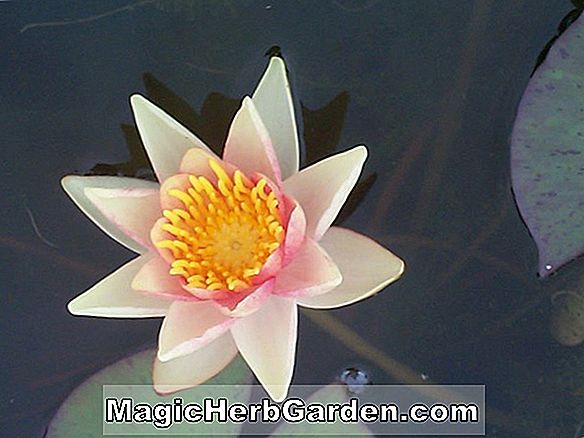 Nymphaea (Paul Hariot Hardy Waterlily)