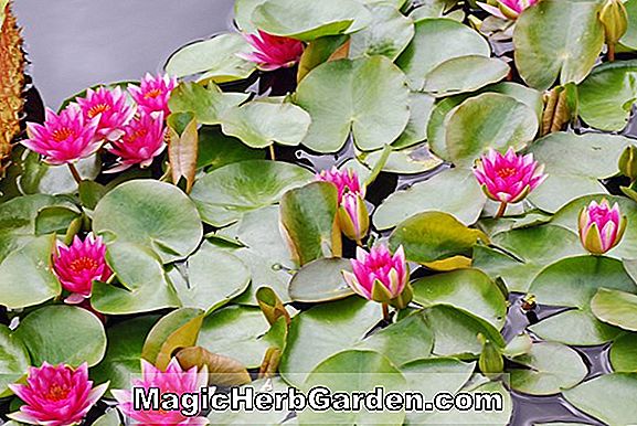 Nymphaea (American Star Waterlily)