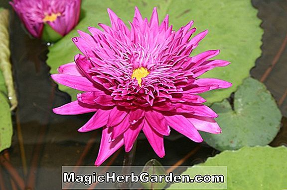 Nymphaea (Madame Wilfron Gonnere Water Lily)