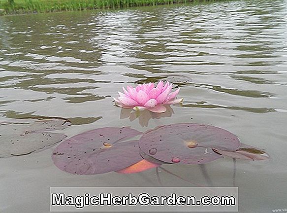 Nymphaea (Perry Stellar Red Hardy Water Lily)