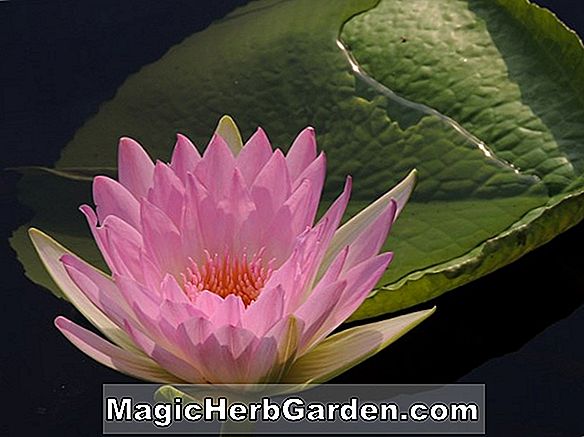 Nymphaea (Rose Pearl Waterlily)
