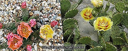 Opuntia arenaria (Arenaria Cactus)