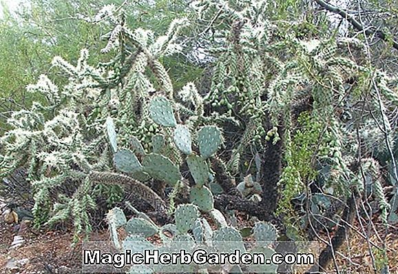 Opuntia taylori (Taylor Cactus)