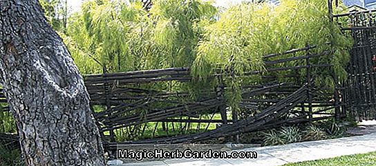 Tumbuhan: Otatea acuminata subsp aztecorum (Bambu Menangis Meksiko)