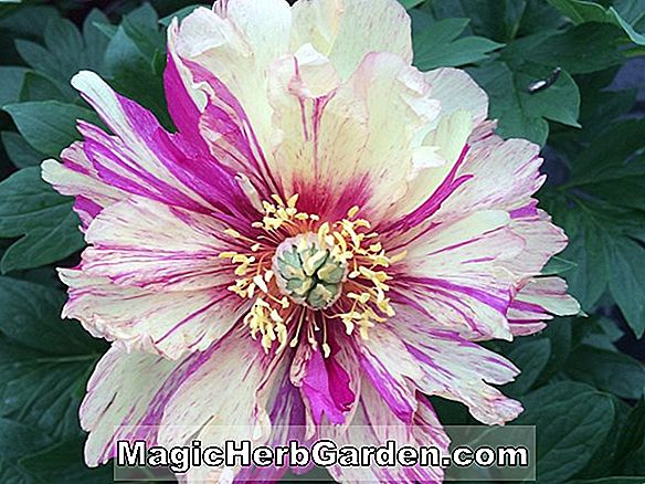 Paeonia lactiflora (Blaze Peony)