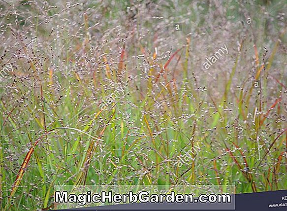 Növények: Panicum virgatum (Strictum Switch Grass)