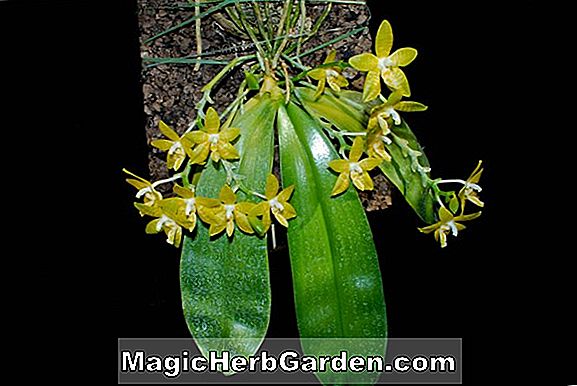 Phalaenopsis stuartiana (Stuart Moth Orchid)