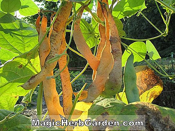 Phaseolus vulgaris (francia kertészeti bokorbab)