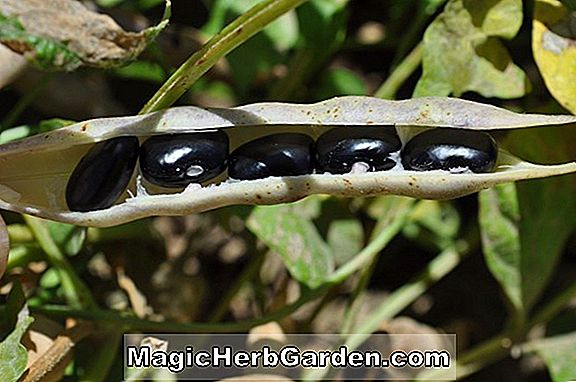 Phaseolus vulgaris (Robin's egg hortikulturális bokorbab)