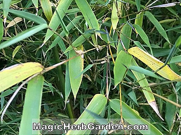 Phyllostachys bissetii (törpe bisset bambusz) - #2