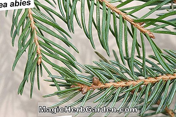 Picea abies (Reflexa Norway Spruce)