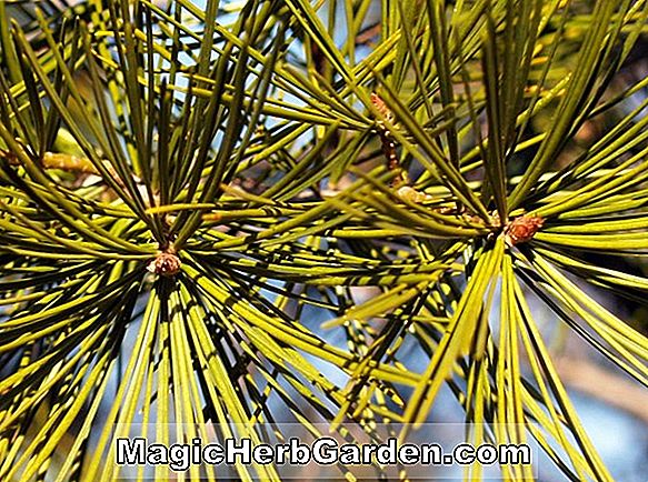 Növények: Pinus bungeana (Lacebark Pine)