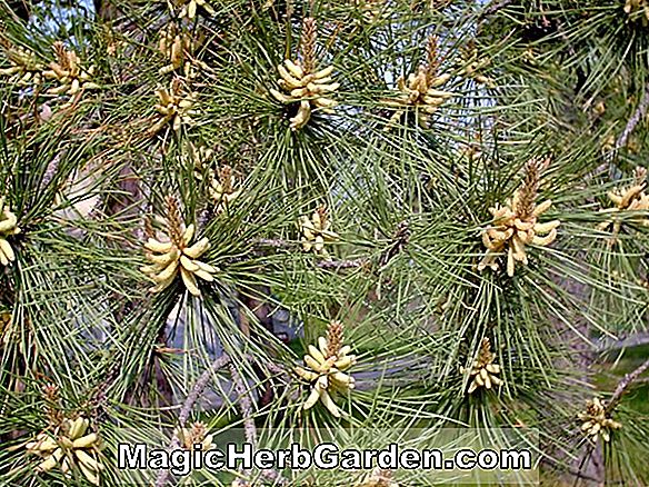 Pinus rigida (Pitch pine)